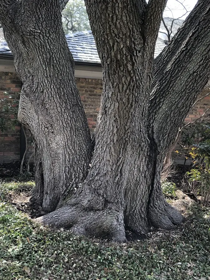 Mature heritage tree close to a Holtville property cared for by certified arborists
